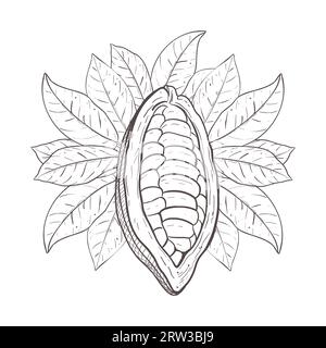 Vektor-Illustration von rohem Kakao, der ungeschälte Bohnen und Kakaoblätter öffnet. Schwarze Umrandung des Blattkegeles, grafische Zeichnung. Für Postkarten, Design und Stock Vektor