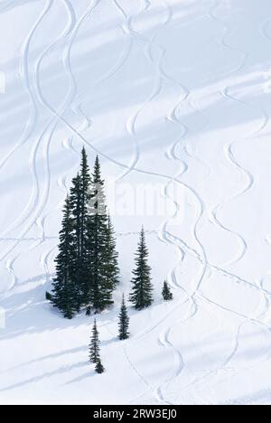 Bäume und Schnee, Paradise Valley; Mount Rainier Nationalpark, Washington. Stockfoto