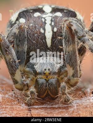 Porträt einer großen braunen weiblichen Spinnenwebspinne, auf einer Rinde (Kreuzspinne oder Gartenspinne oder Kreuzwebspinne, Araneus diadematus) Stockfoto