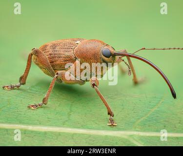 Side-view of brown weevil with a long proboscis standing on a green leaf (Acorn Weevil, Curculio glandium) Stock Photo