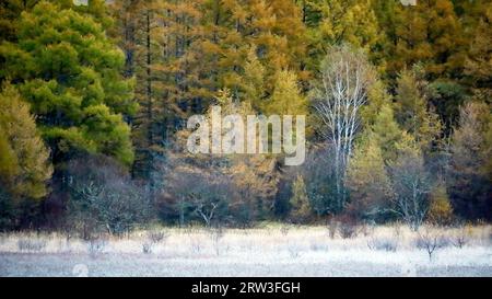 Die Landschaft der schönen Herbstblätter in Japan die Dämmerung Landschaft von Nikko Odashirogahara wie ein Gemälde Stockfoto