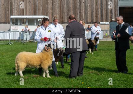 September 2023. Newbury Show kehrte heute zum ersten Mal seit der Pandemie zurück. Die Veranstaltung fand am Wochenende des 16. Und 17. September auf dem Newbury Showground, Berkshire, England, nach einer dreijährigen Lücke statt. Die Show, auch Royal County of Berkshire Show genannt, wurde von der Newbury & District Agricultural Society organisiert und war gut besucht. Viehhaltung, Schafwettbewerb Stockfoto