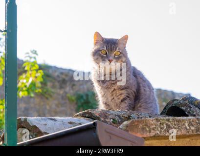 Eine Katze auf dem Dach Stockfoto