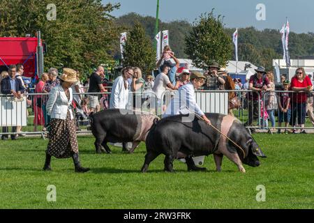 September 2023. Newbury Show kehrte heute zum ersten Mal seit der Pandemie zurück. Die Veranstaltung fand am Wochenende des 16. Und 17. September auf dem Newbury Showground, Berkshire, England, nach einer dreijährigen Lücke statt. Die Show, auch Royal County of Berkshire Show genannt, wurde von der Newbury & District Agricultural Society organisiert und war gut besucht. Tierurteile, britische Sattelschweine in der Arena. Stockfoto