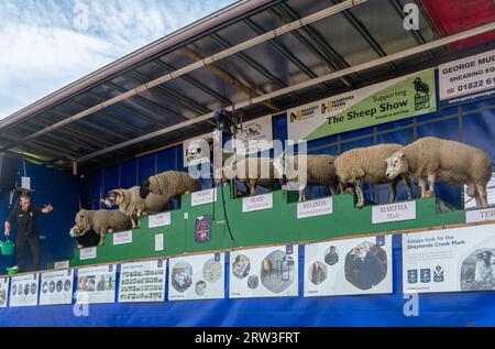 September 2023. Newbury Show kehrte heute zum ersten Mal seit der Pandemie zurück. Die Veranstaltung fand am Wochenende des 16. Und 17. September auf dem Newbury Showground, Berkshire, England, nach einer dreijährigen Lücke statt. Die Show, auch Royal County of Berkshire Show genannt, wurde von der Newbury & District Agricultural Society organisiert und war gut besucht. Die Schaf-Show. Stockfoto