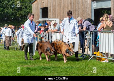 September 2023. Newbury Show kehrte heute zum ersten Mal seit der Pandemie zurück. Die Veranstaltung fand am Wochenende des 16. Und 17. September auf dem Newbury Showground, Berkshire, England, nach einer dreijährigen Lücke statt. Die Show, auch Royal County of Berkshire Show genannt, wurde von der Newbury & District Agricultural Society organisiert und war gut besucht. Viehzucht mit Oxford Sandy und Black Pigs in der Arena. Stockfoto