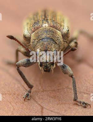 Portrait eines Käfers mit braunen bis kupfernen Skalen mit Streifen (gemeines Blattwübel, Phyllobius pyri) Stockfoto