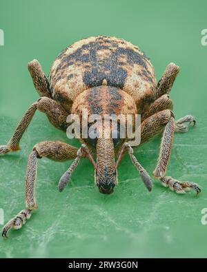 Portrait eines Käfers mit einem braunen und schwarzen Muster von Skalen, grüner Hintergrund (Dock Hyper Weevil, Hypera rumicis) Stockfoto