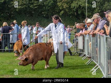 September 2023. Newbury Show kehrte heute zum ersten Mal seit der Pandemie zurück. Die Veranstaltung fand am Wochenende des 16. Und 17. September auf dem Newbury Showground, Berkshire, England, nach einer dreijährigen Lücke statt. Die Show, auch Royal County of Berkshire Show genannt, wurde von der Newbury & District Agricultural Society organisiert und war gut besucht. Viehzucht mit Oxford Sandy und Black Pigs in der Arena. Stockfoto