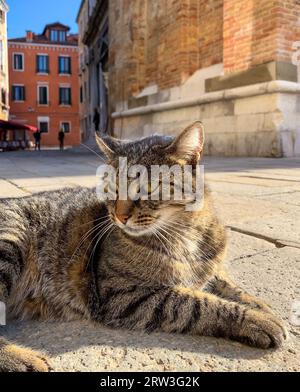 Eine Katze auf den Straßen von Venedig, Italien Stockfoto