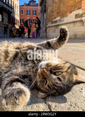 Eine verspielte Katze auf den Straßen von Venedig, Italien Stockfoto