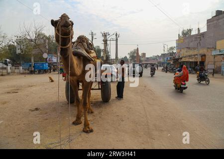 Bikaner, Rajasthan, Indien - 15. Januar 2017 : Stadtleben in Bikaner mit Menschen und einem Kamel im Vordergrund, die als Transportmittel an einem Wagen befestigt werden Stockfoto