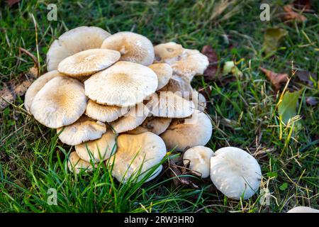 Mehrfacher Pappelpilz (Cyclocybe cylindracea), der im Gras wächst, Salamanca, Spanien. Stockfoto