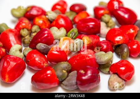 Das Cerrado cajuzinho (Anacardium humile), auch bekannt als cajuzinho-do-campo oder cajuí, Brasilianische Wildfrüchte Stockfoto