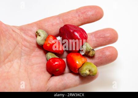 Das Cerrado cajuzinho (Anacardium humile), auch bekannt als cajuzinho-do-campo oder cajuí, Brasilianische Wildfrüchte Stockfoto