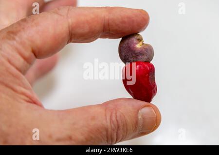 Das Cerrado cajuzinho (Anacardium humile), auch bekannt als cajuzinho-do-campo oder cajuí, Brasilianische Wildfrüchte Stockfoto