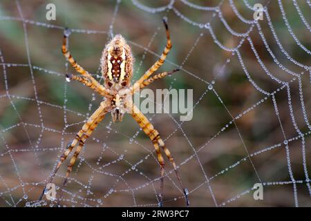 Gartenspinne mit Streifen auf einem mit Tautropfen bedeckten Netz. Stockfoto