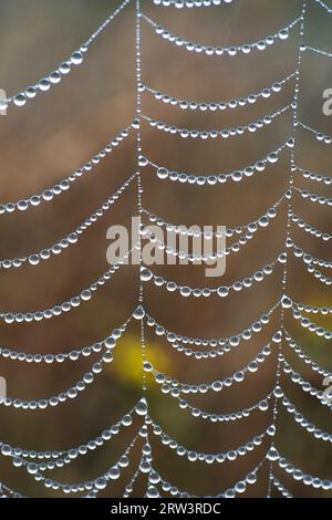 Nahaufnahme des Spinnennetzes mit Tautropfen Stockfoto