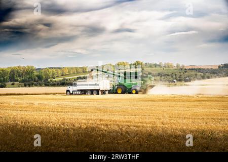 Rocky View County Alberta Kanada, 14. September 2023: John Deere Combine lädt einen vollen Getreidetrichter in einen Lkw. während der Ernte eines Getreidefalls Stockfoto
