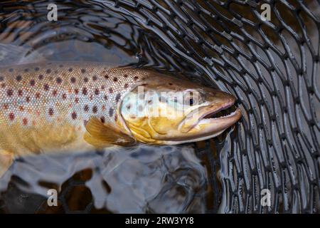 Bachforelle in einem Landungsnetz in einem nördlichen See von Minnesota Stockfoto