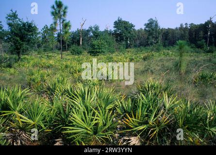Langblättrige Kiefer und sah Palmetto, Das Disney Wilderness Preserve, Florida Stockfoto