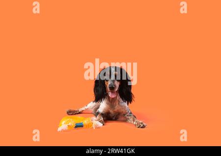 Niedlicher Cocker Spaniel Hund mit Tierspielzeug und Wasserschale auf orangefarbenem Hintergrund Stockfoto