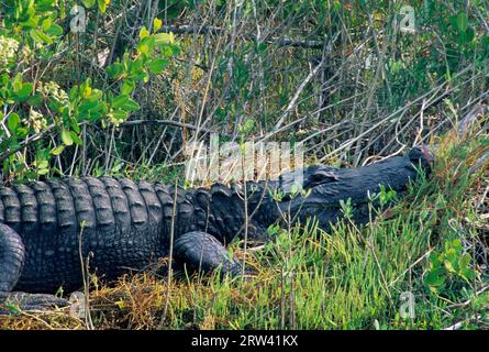 Alligator entlang des Black Point Wildlife Drive, Merritt Island National Wildlife Refuge, Florida Stockfoto