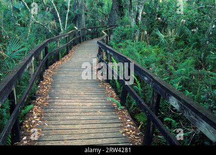 Big Cypress Bend Boardwalk, Fakahatchee Strand State Preserve, Florida Stockfoto