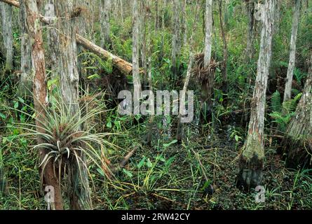 Epiphyte entlang des Boardwalk Nature Trail, Corkscrew Swamp Sanctuary, Florida Stockfoto