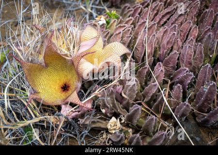 Saftige Blume in Manoa Falls, Oahu, Hawaii Stockfoto