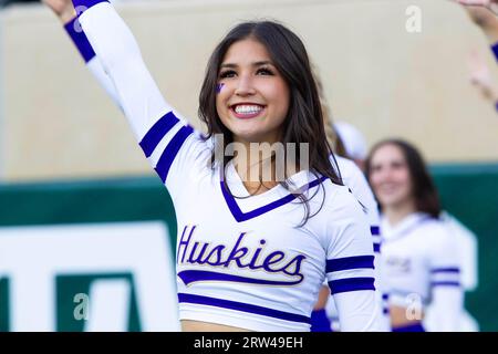 East Lansing, Michigan, USA. September 2023. Ein Cheerleader aus Washington spielt beim Sieg von Washington 41-7 gegen Michigan State im Spartan Stadium. (Bild: © Scott Mapes/ZUMA Press Wire) NUR REDAKTIONELLE VERWENDUNG! Nicht für kommerzielle ZWECKE! Quelle: ZUMA Press, Inc./Alamy Live News Stockfoto