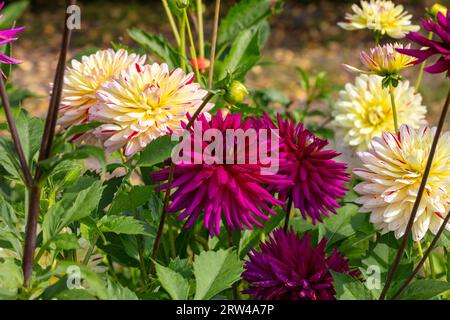 „Ambition“ Kaktusdahlia (Dahlia x hortensis) Stockfoto