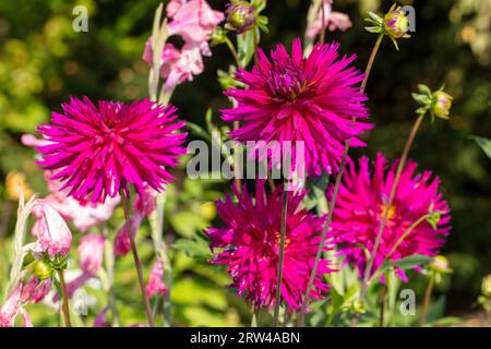 „Ambition“ Kaktusdahlia (Dahlia x hortensis) Stockfoto