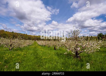 Eine Apfelplantage in Harvard, MA, die vom Community Harvest Project betrieben wird. Stockfoto