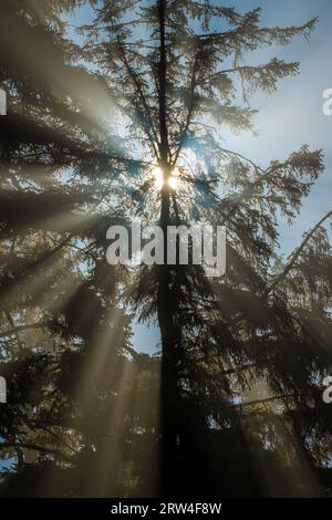 Sonnenstrahl mit magischen Lichtstrahlen hinter einem westlichen roten Zedernbaum (Thuja plicata), Tofino, Vancouver Island, Kanada. Stockfoto