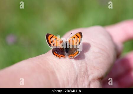 Nahaufnahme, Schmetterling, kleines Kupfer (Lycaena phlaeas), Flügel, Orange, Hand, Haut, vertrauend sitzt der kleine Firefly mit offenen Flügeln auf der Hand einer Frau Stockfoto