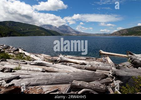 Bäume, die bei der Eruption des Mt. 1980 gefällt wurden. St. Helens säumen das Ufer und schwimmen im Wasser des Spirit Lake. Stockfoto