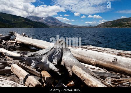 Bäume, die bei der Eruption des Mt. 1980 gefällt wurden. St. Helens säumen das Ufer und schwimmen im Wasser des Spirit Lake. Stockfoto