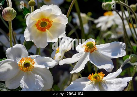 Blüten und Knospen der japanischen Anemone hupehensis (Anemone hupehensis var. Japonica), Allgaeu, Bayern, Deutschland Stockfoto