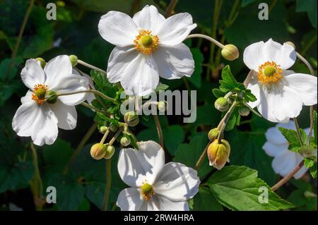 Blüten und Knospen der japanischen Anemone hupehensis (Anemone hupehensis var. Japonica), Allgaeu, Bayern, Deutschland Stockfoto