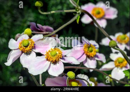 Blüten und Knospen der japanischen Anemone hupehensis (Anemone hupehensis var. Japonica), Allgaeu, Bayern, Deutschland Stockfoto