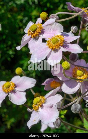 Blüten und Knospen der japanischen Anemone hupehensis (Anemone hupehensis var. Japonica), Allgaeu, Bayern, Deutschland Stockfoto