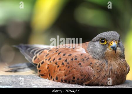 Ein männlicher gemeiner Dorn (Falco tinnunculus), der auf einem Felsen liegt und ruht Stockfoto