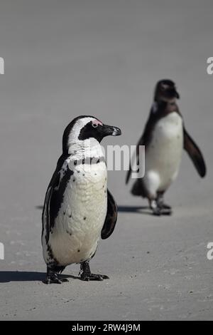 Zwei afrikanische Pinguine (Spheniscus demersus) am Boulders Beach, nahe Simons Town auf der Kaphalbinsel, Südafrika. Das ist der Standort eines der Stockfoto