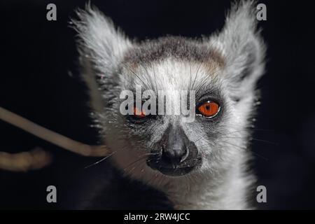 Portrait einer Lemurkatta. Nahaufnahme eines Ringschwanz-Lemuren (Lemur catta) Stockfoto