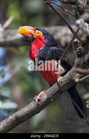 Bartbarbet (Lybius dubius) isst eine Orange Stockfoto