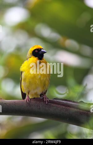 Männlicher Dorfweber (Ploceus cucullatus) sitzt auf einem Ast Stockfoto