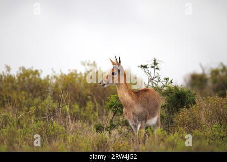 Junge Wasserböcke (Kobus ellipsiprymnus) im Amakhala Game Reserve, Eastern Cape, Südafrika. Wasserbock (Kobus ellipsiprymnus) im Amakhala-Spiel Stockfoto