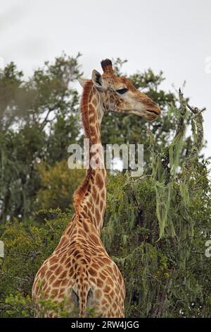 Giraffe (Giraffa camelopardalis) im Amakhala Game Reserve, Eastern Cape, Südafrika. Giraffe im Amakhala Game Reserve, Südafrika Stockfoto