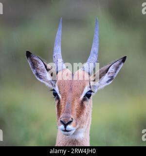 Porträtaufnahme eines jungen männlichen Impalas (Aepyceros melampus) im Amakhala Game Reserve, Eastern Cape, Südafrika. Nahaufnahme eines jungen männlichen Impalas Stockfoto